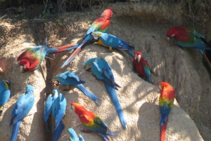 Puerto Maldonado: Tambopata Expeditions 4 Days (expeditions)