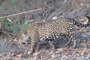 Puerto Maldonado: Tambopata Expeditions 4 Days (expeditions)