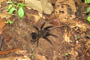 Puerto Maldonado: Tambopata Expeditions 4 Days (expeditions)