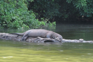 Puerto Maldonado: Tambopata Expeditions 4 Days (expeditions)