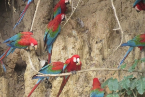 Puerto Maldonado: Tambopata Expeditions 4 Days (expeditions)