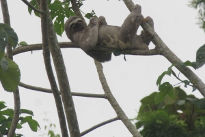 Puerto Maldonado: Tambopata Expeditions 4 Days (expeditions)