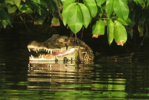 Puerto Maldonado: Tambopata Expeditions 4 Days (expeditions)