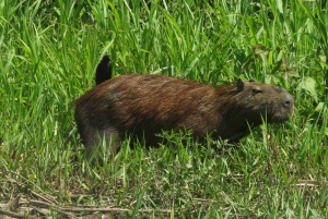 Puerto Maldonado: Tambopata Expeditions 4 Days (expeditions)