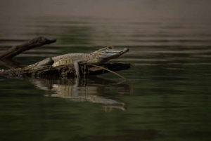 Puerto Maldonado, Tambopata jungle highlights 3 days 2n