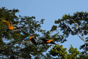 Puerto Maldonado, Tambopata jungle highlights 3 days 2n