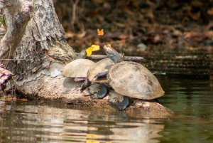 Puerto Maldonado, Tambopata jungle highlights 3 days 2n