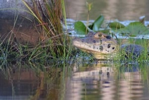 Puerto Maldonado: Tambopata jungeltur 3 dager