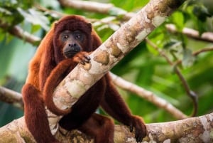 Puerto Maldonado: Tambopata jungeltur 3 dager