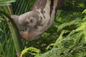 Puerto Maldonado: Tambopata jungeltur 3 dager