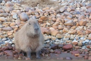 Puerto Maldonado: Tambopata Lago Sandoval 4-day expedition (best tour)