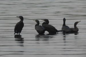 Puerto Maldonado: Tambopata Lago Sandoval 4-day expedition (best tour)