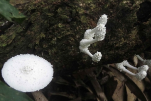 Puerto Maldonado: Tambopata Lago Sandoval 4-day expedition (best tour)