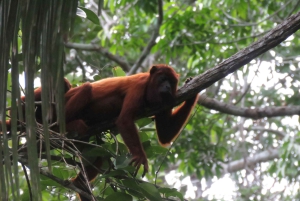 Puerto Maldonado: Tambopata Lago Sandoval 4-day expedition (best tour)