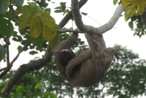 Puerto Maldonado: Tambopata Lago Sandoval 4-day expedition (best tour)