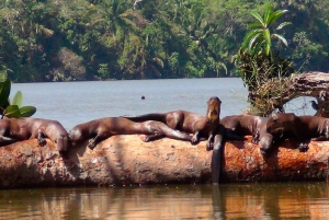 Puerto Maldonado: Tambopatan kansallispuiston retki 4-päiväinen