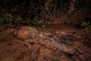 Puerto Maldonado: Tambopata River Night Safari with Pickup