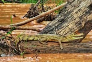 Puerto Maldonado: Tambopata River Night Safari with Pickup