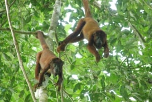 Puerto Maldonado: Tambopata River Sunset Boat Tour