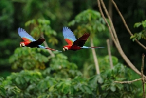 Puerto Maldonado: Tambopata Trek 3 Tage 2 Nächte