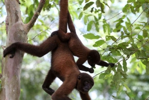 Puerto Maldonado: Tambopata Trek 3 Tage 2 Nächte