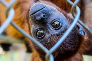 Puerto Maldonado: Tur til Taricaya Wildlife Rescue Center