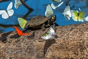 Puerto Maldonado: Tur til Taricaya Wildlife Rescue Center