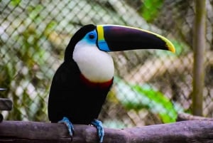 Puerto Maldonado: Tur til Taricaya Wildlife Rescue Center