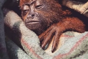 Puerto Maldonado: Tur til Taricaya Wildlife Rescue Center