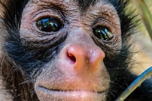 Puerto Maldonado: Tur til Taricaya Wildlife Rescue Center