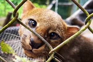 Puerto Maldonado: Tur til Taricaya Wildlife Rescue Center
