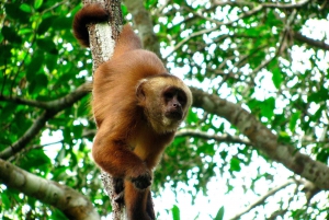 Puerto Maldonado: Zipline Adventure & Kayak to Monkey Island