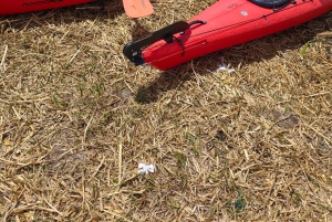 Puno: tour di 2 giorni in kayak alle isole Uros con soggiorno in famiglia ad Amantani