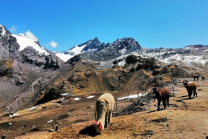 Rainbow Mountain-tur og Machu Picchu-tur med tog