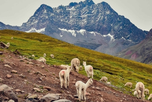 Rainbow Mountain Tour from Ollantaytambo or Urubamba