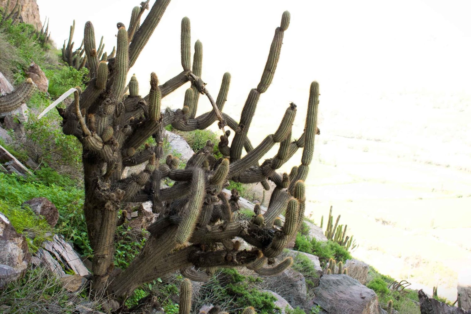 Fjellklatring i Arequipa, Perú