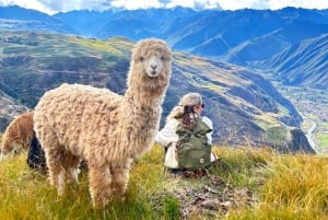 Sacred Valley: Alpaca Walk to Machuqolqa Inca Site