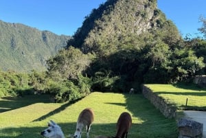 Sacred Valley: Alpaca Walk to Machuqolqa Inca Site