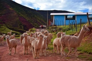 Sacred Valley: Alpaca Walk to Machuqolqa Inca Site
