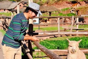 Sacred Valley: Alpaca Walk to Machuqolqa Inca Site