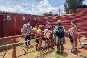 Священная долина: прогулка с альпака к руинам Мачуколка