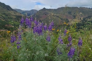 Sacred Valley Private Tour Full Day - Pisac + Ollantaytambo