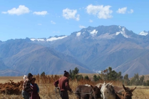 Sacred Valley Tour from Ollantaytambo (Mountain View Lunch)