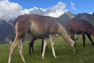 Visite de la Vallée Sacrée d'Ollantaytambo à Cusco