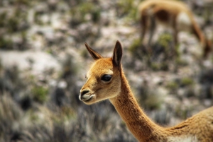 Salinas Salt Lake Day Trip - Private Tour