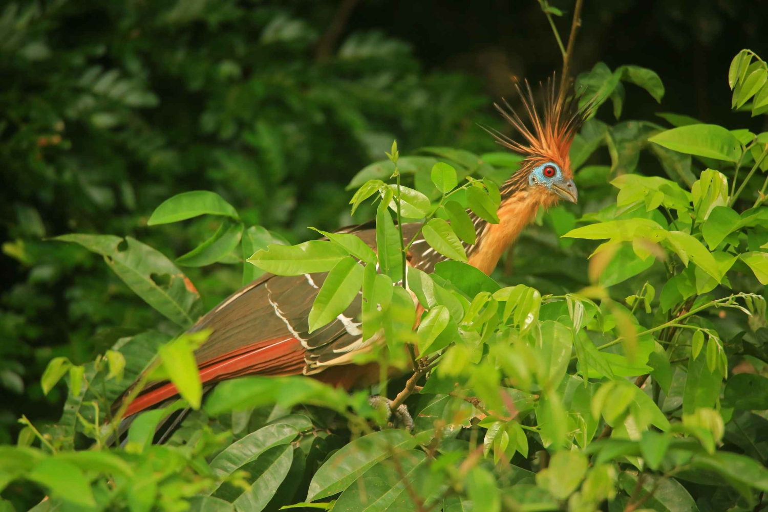 Sandoval Lake & Parrot Clay lick 3 Days/2 Nights