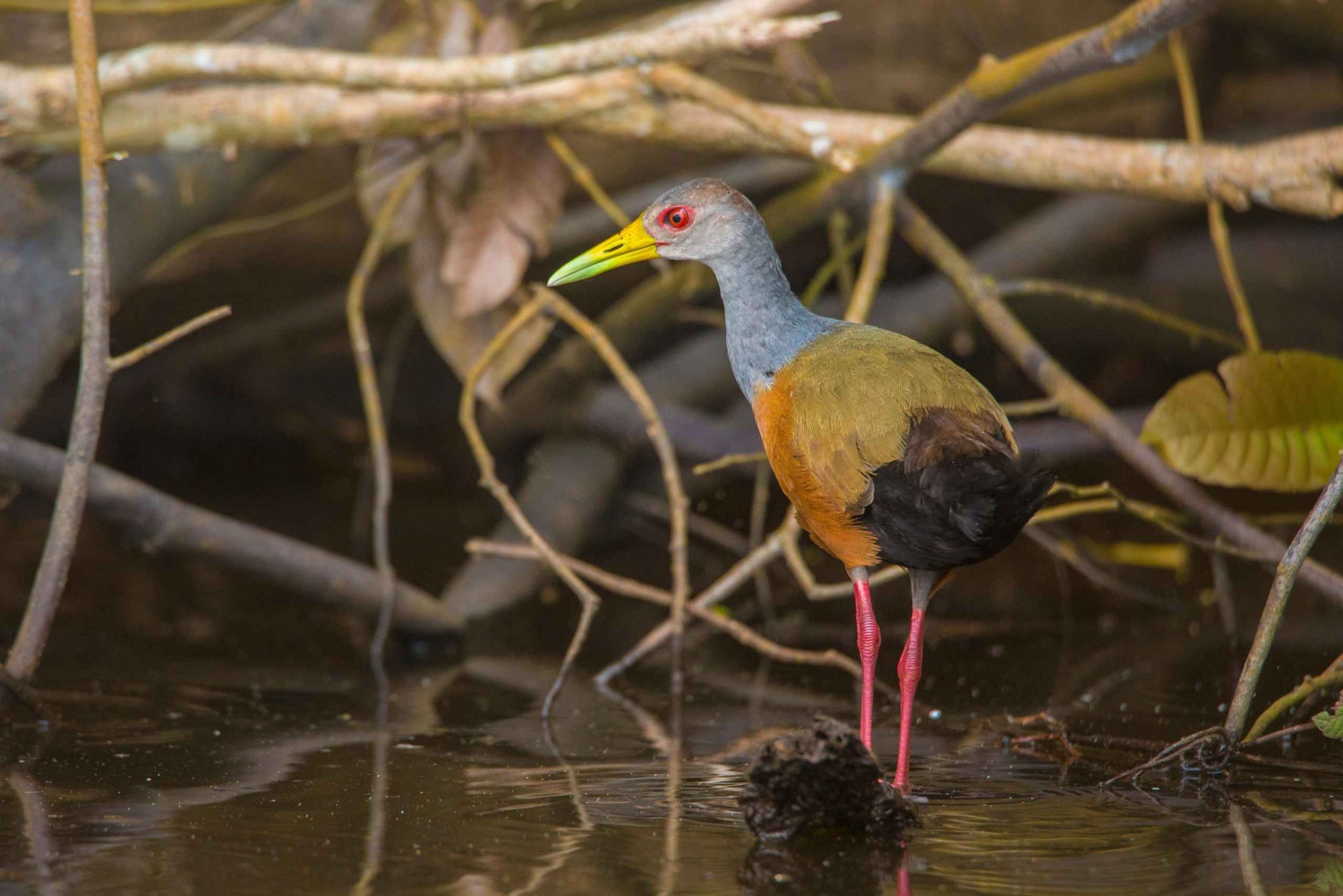 Sandoval Lake & Parrot Clay lick 3 Days/2 Nights