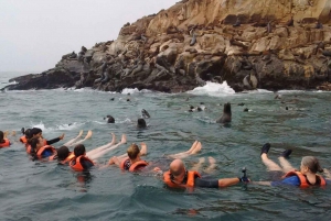 Speedboat tour of the Palomino Islands + Swim with sea lions