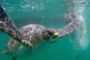 Swim with Turtles - Mancora spectacular Experience