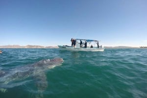 Swim with Turtles - Mancora spectacular Experience